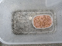フタホシコオロギ　孵化　2015